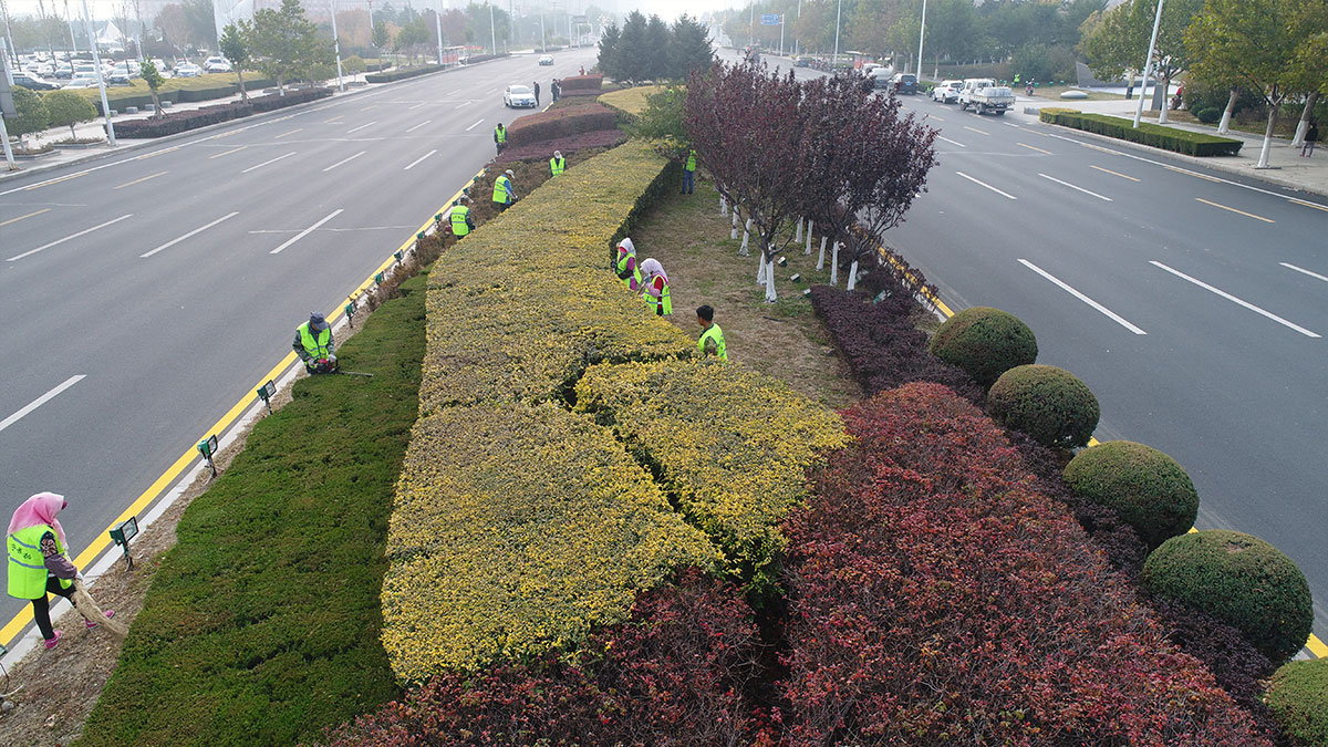 园林养护实景