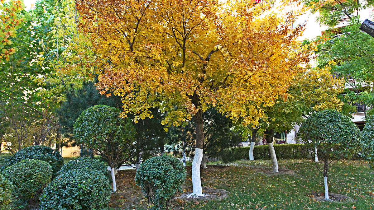 昌宇星河园区景色