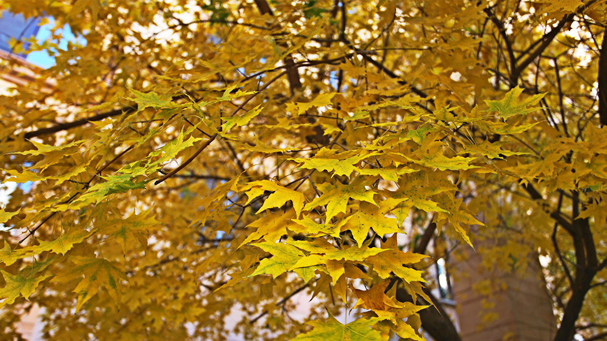 昌宇星河园区景色