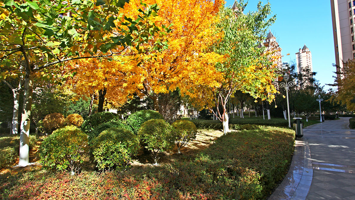 昌宇星河园区景色