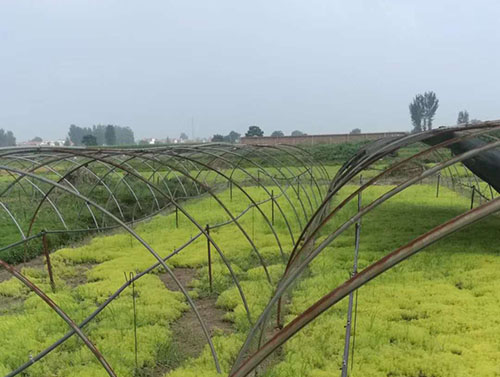 園藝基地