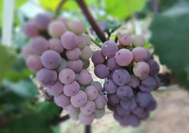 南山农家乐推荐给您的葡萄采摘区