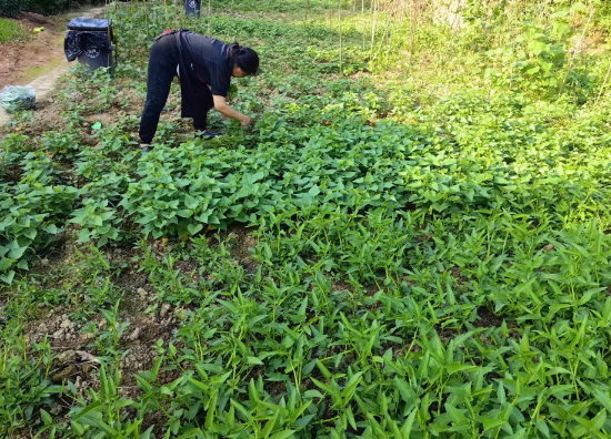 免费采摘当季蔬菜，吃南山柴火鸡
