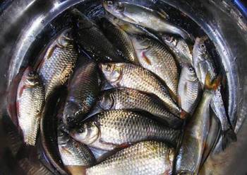 南山农家乐推荐