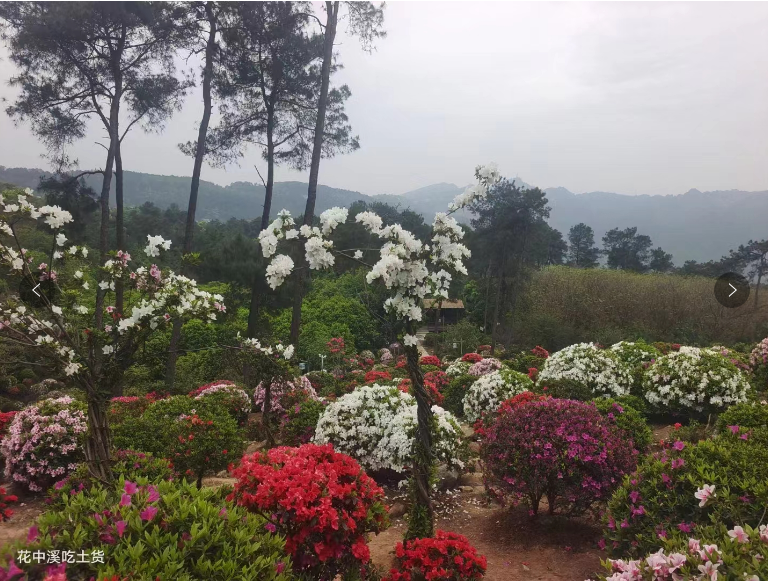 南山赏花