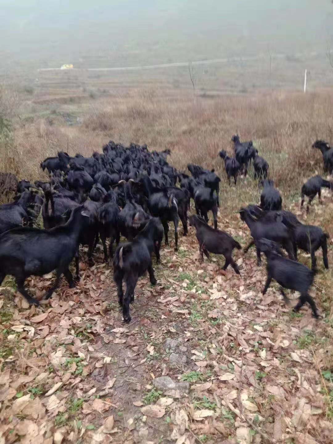 花中溪烤黑山羊