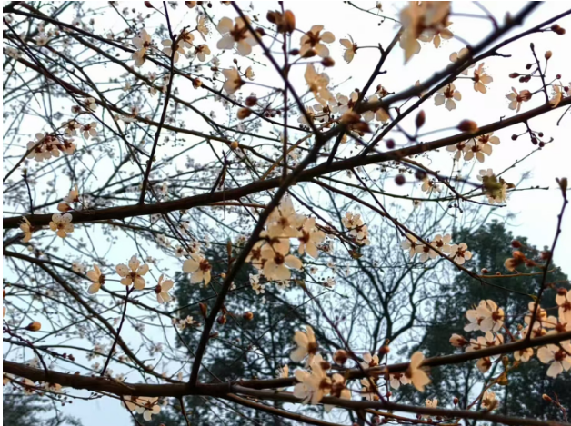 南山花中溪农家乐