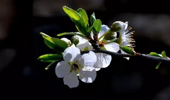 南山农家乐推荐