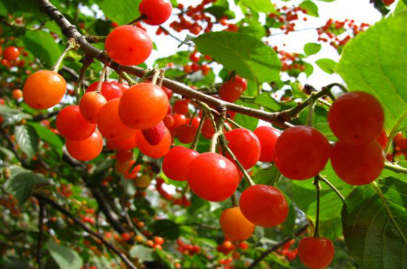 南山农家乐提醒吃樱桃的注意事项