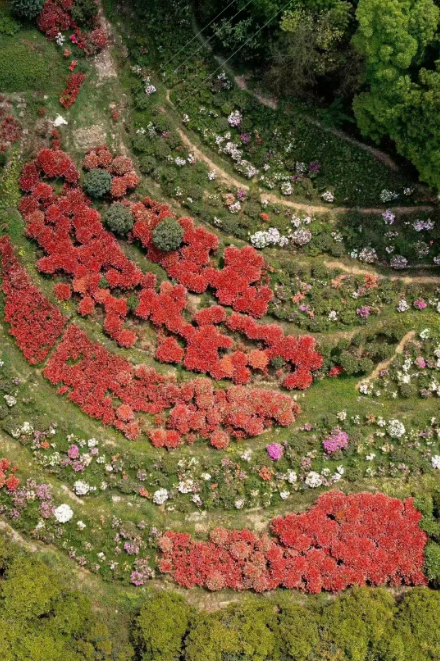 南山杜鹃园