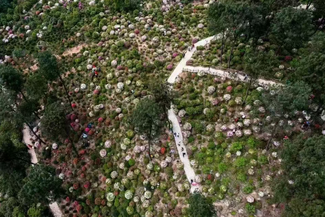 南山杜鹃园