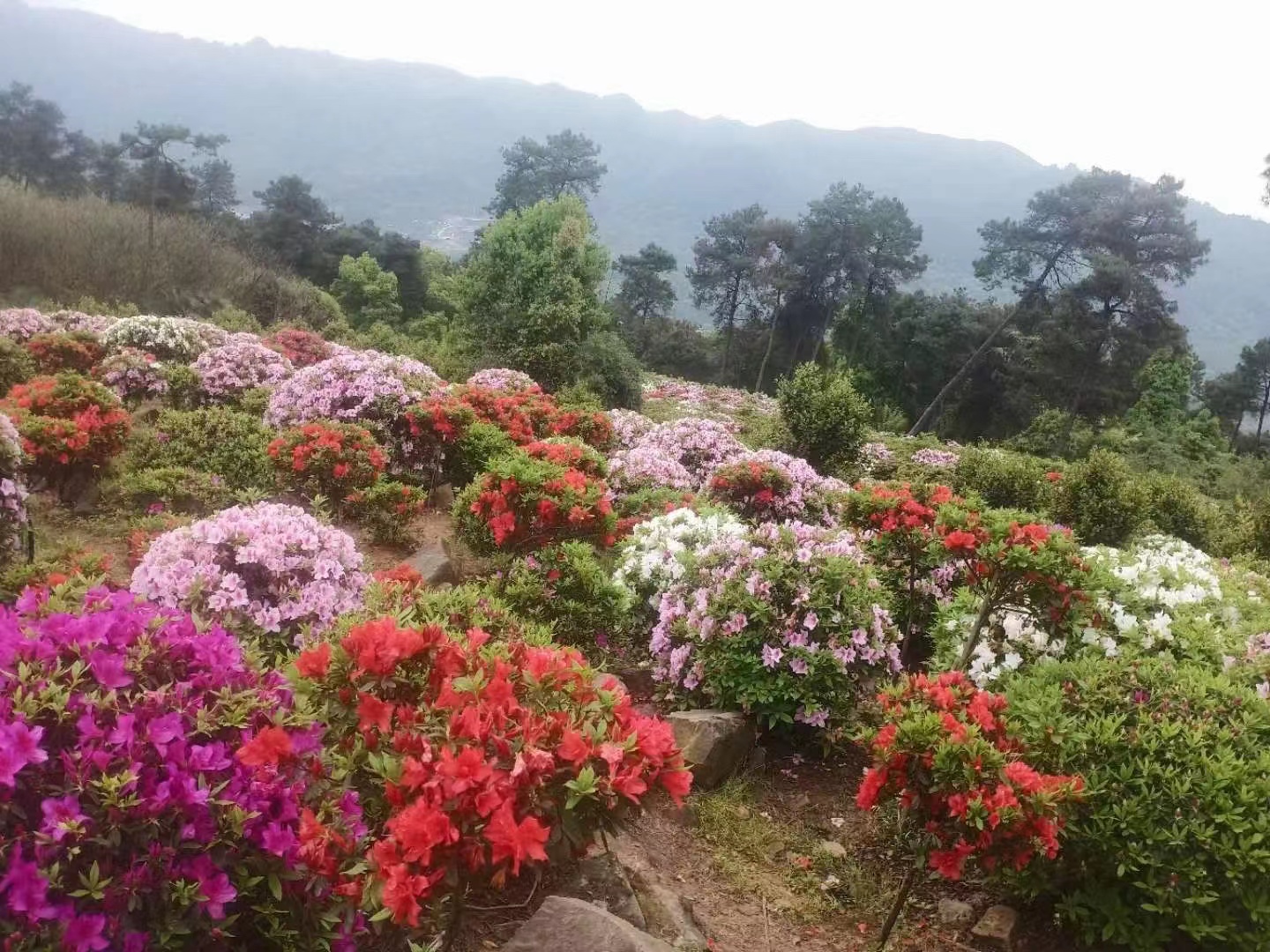 南山花中溪看杜鹃花