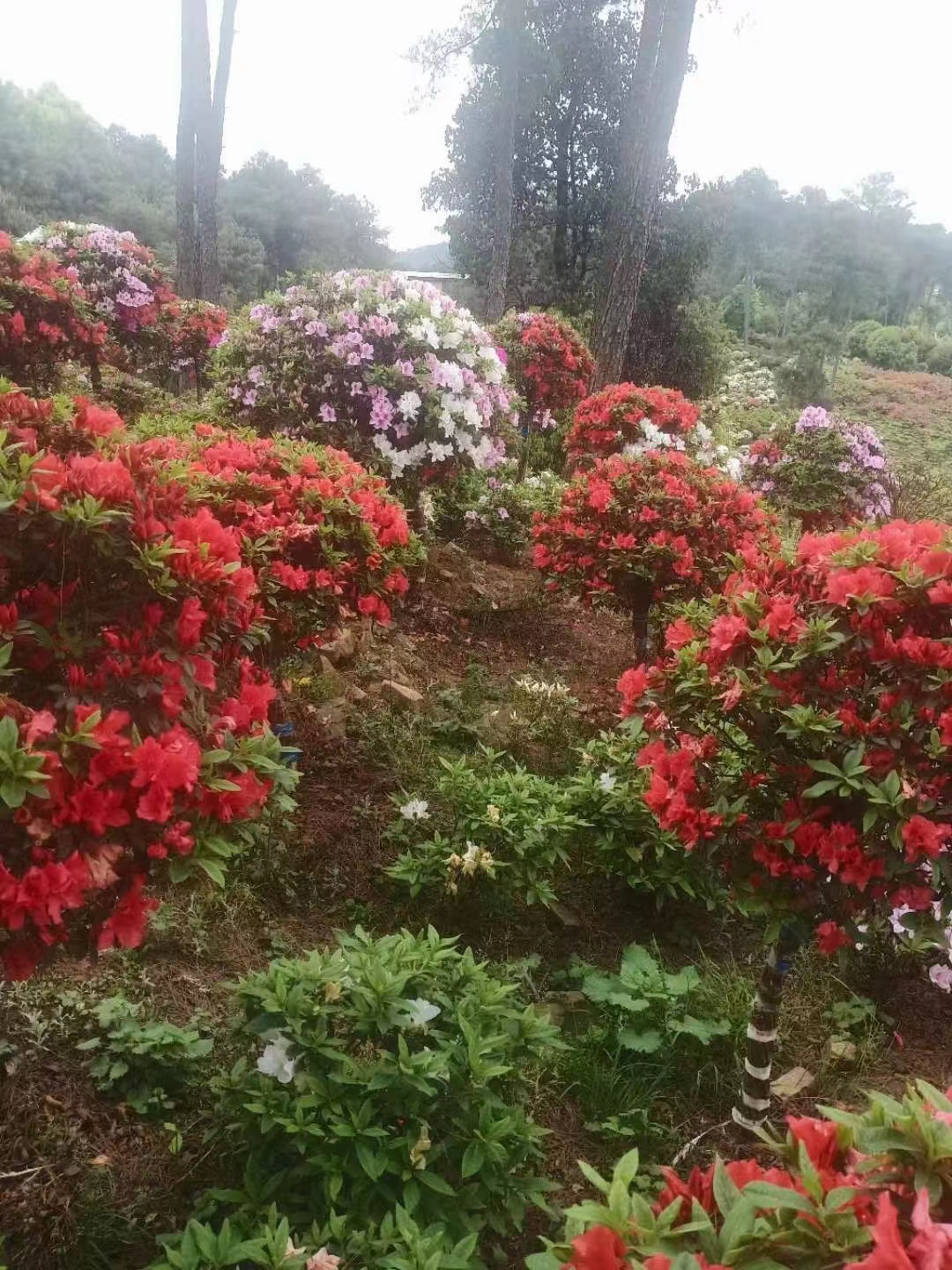 南山花中溪看杜鹃花