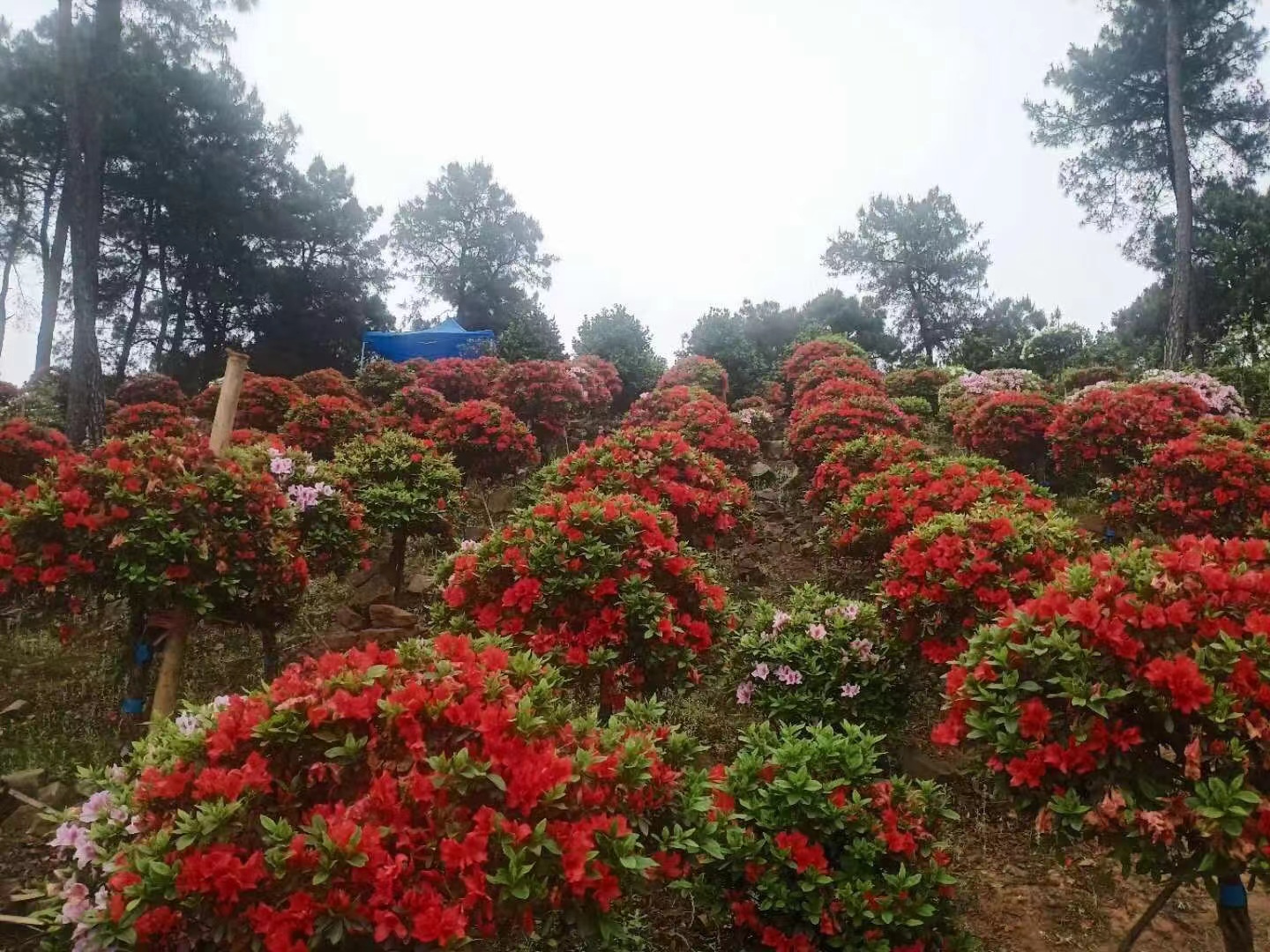 南山花中溪看杜鹃花