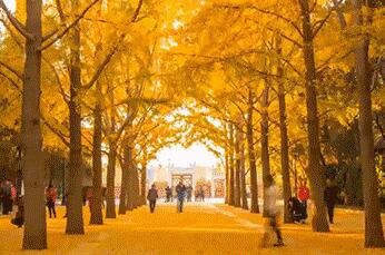 南山农家乐推荐银杏