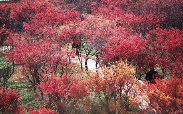南山农家乐推荐红枫林
