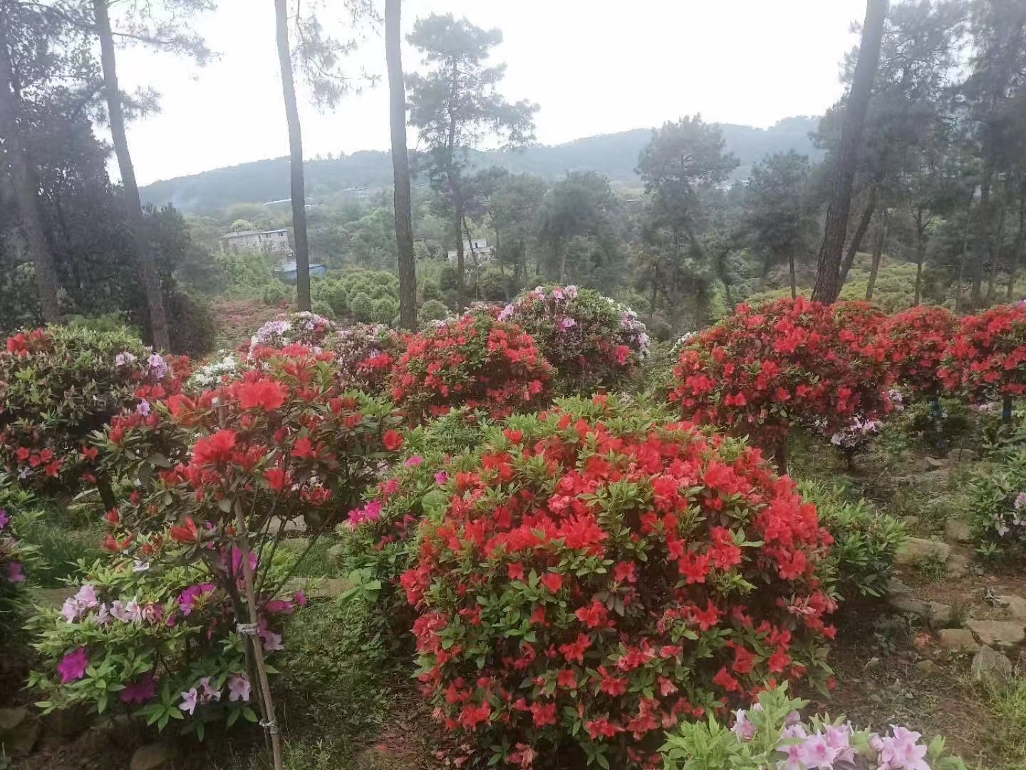 南山花中溪看杜鹃花