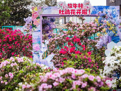 杜鹃花开，邀你来赏