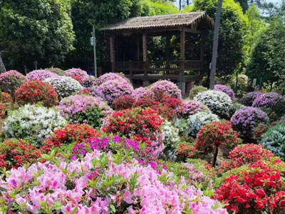 杜鹃花开，邀你来赏