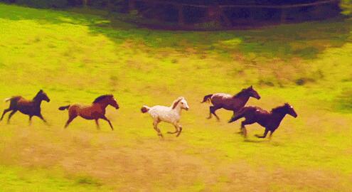 南山农家乐推荐草原