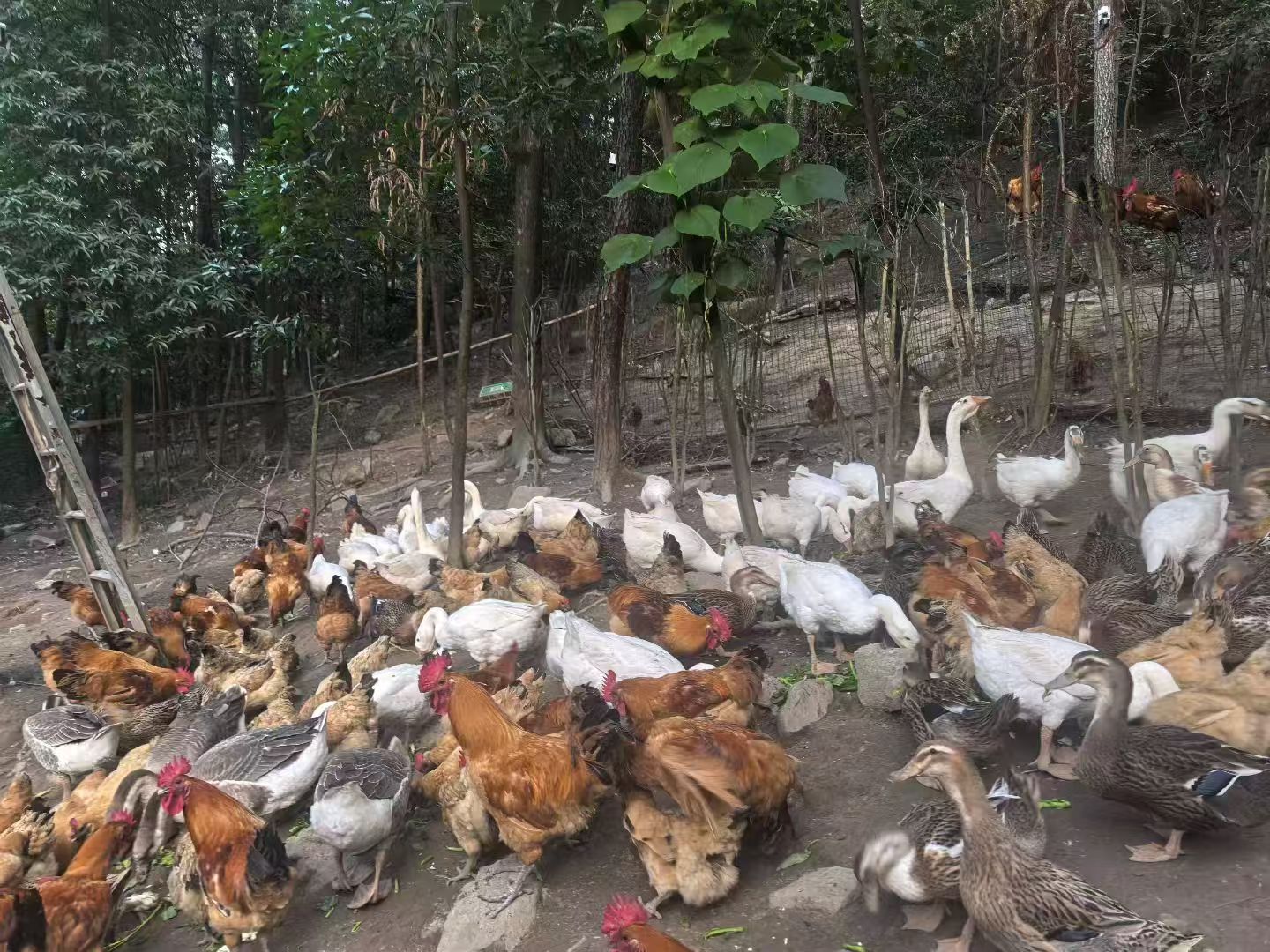 南山花中溪吃土货