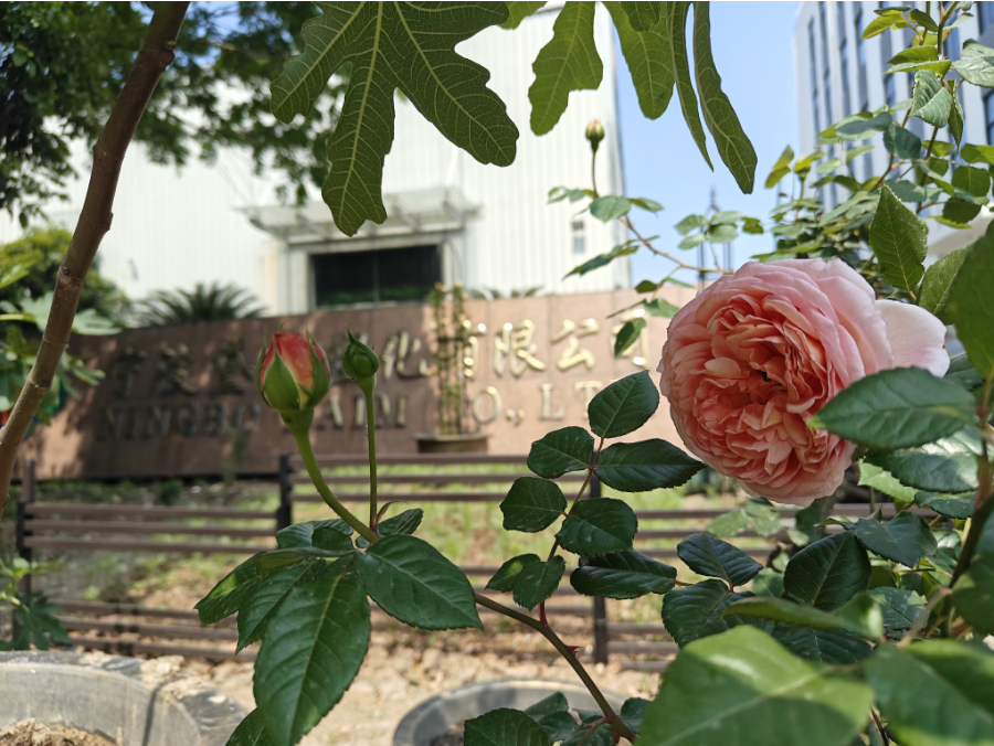 DAIM NEWS|四月芳菲