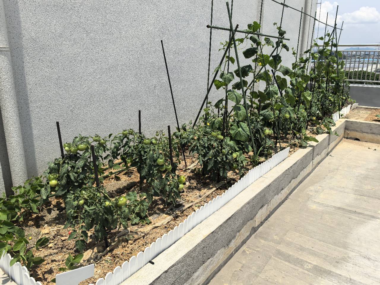 🌱【揭秘！黛牡公司菜园大丰收的幕后功臣！】🌱DAIM的空中花园来咯