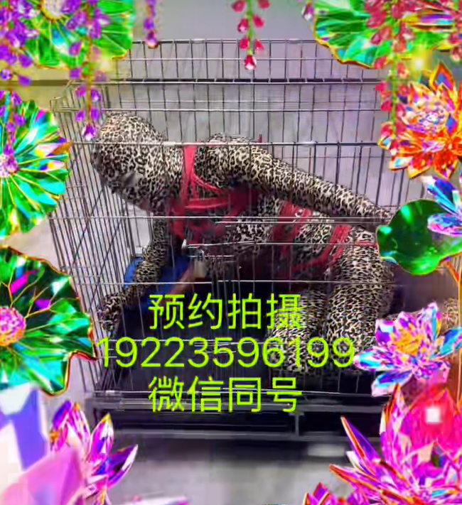 思雨KB手机视频(5) 