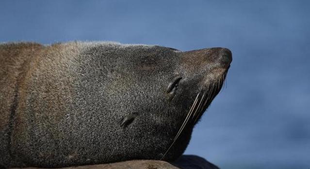 新西蘭旅行轉換器