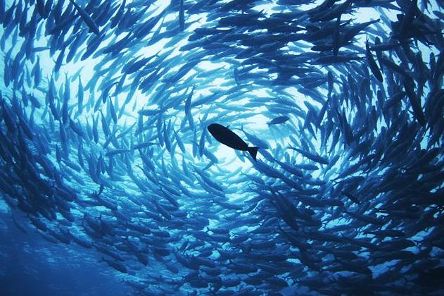 马来西亚诗巴丹