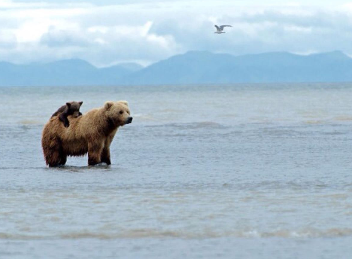 阿拉斯加旅行轉換插座