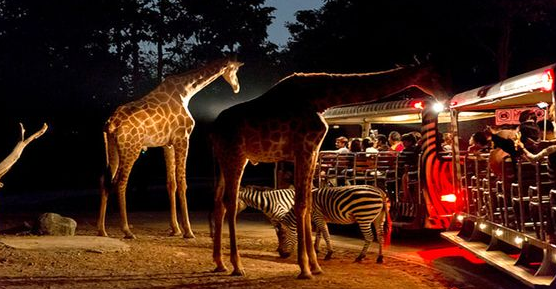 新加坡野生动物园