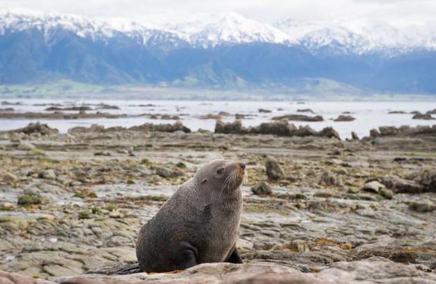 新西蘭旅游攻略