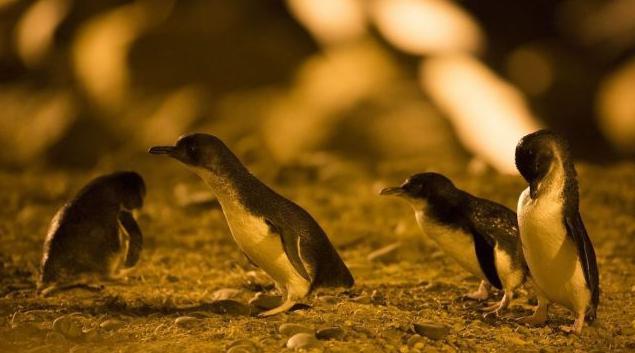 新西蘭插頭轉換器