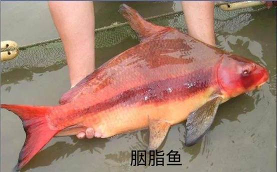 胭脂鱼