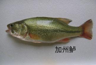 加州鲈