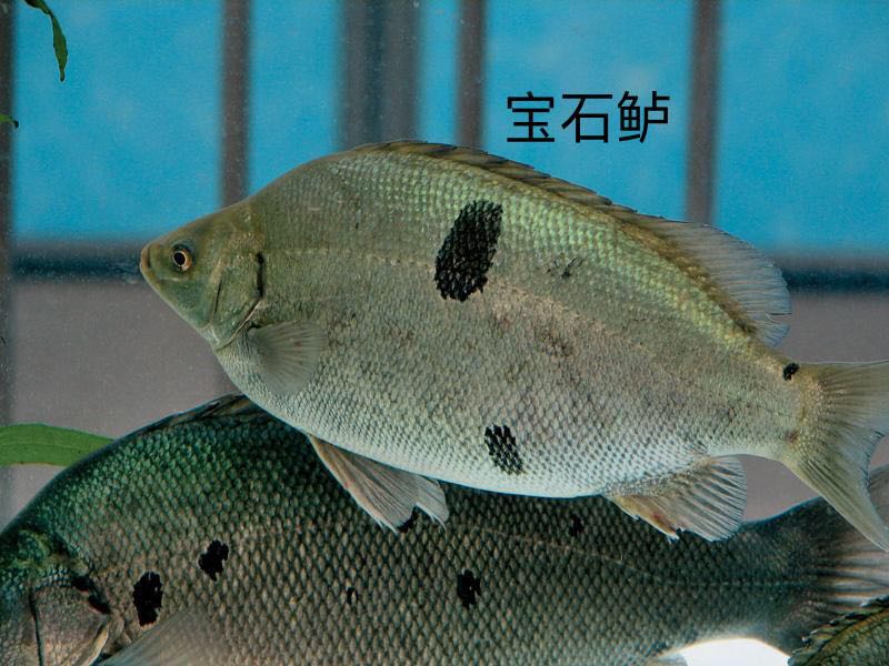 宝石鲈