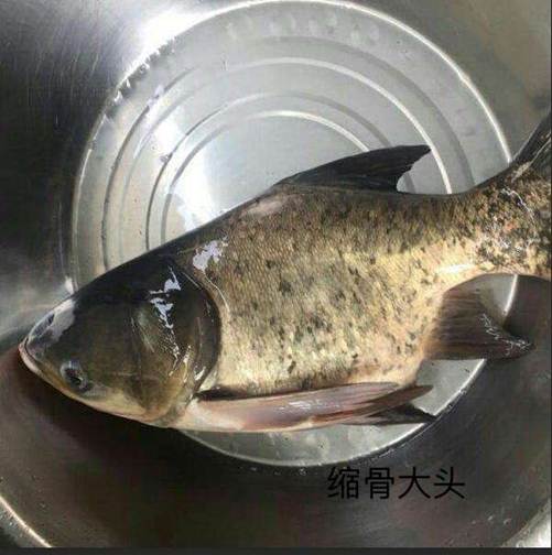 缩骨大头
