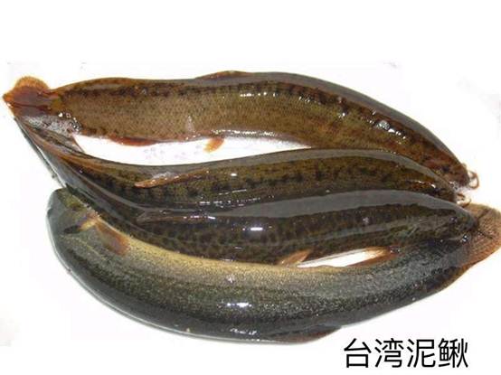 **泥鳅