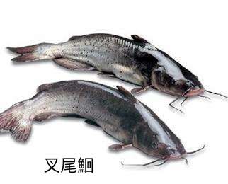 叉尾鮰