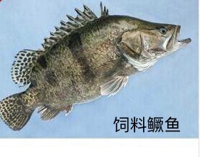 饲料鳜鱼