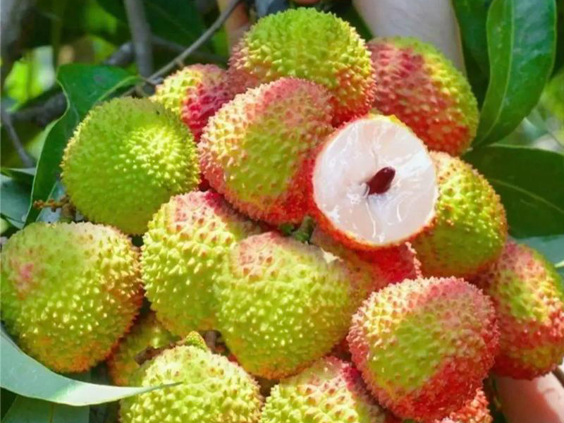 妃子笑（广东引种）