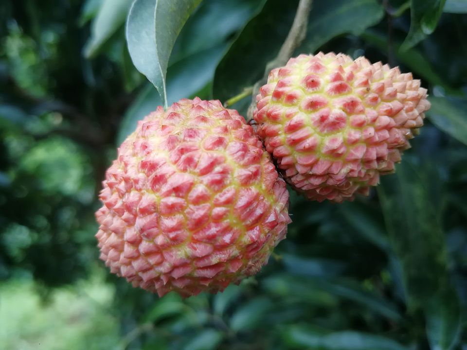 带绿荔枝