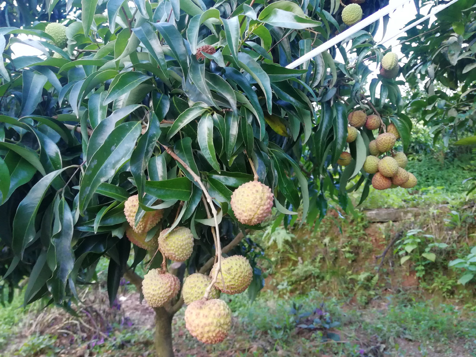 大丁香