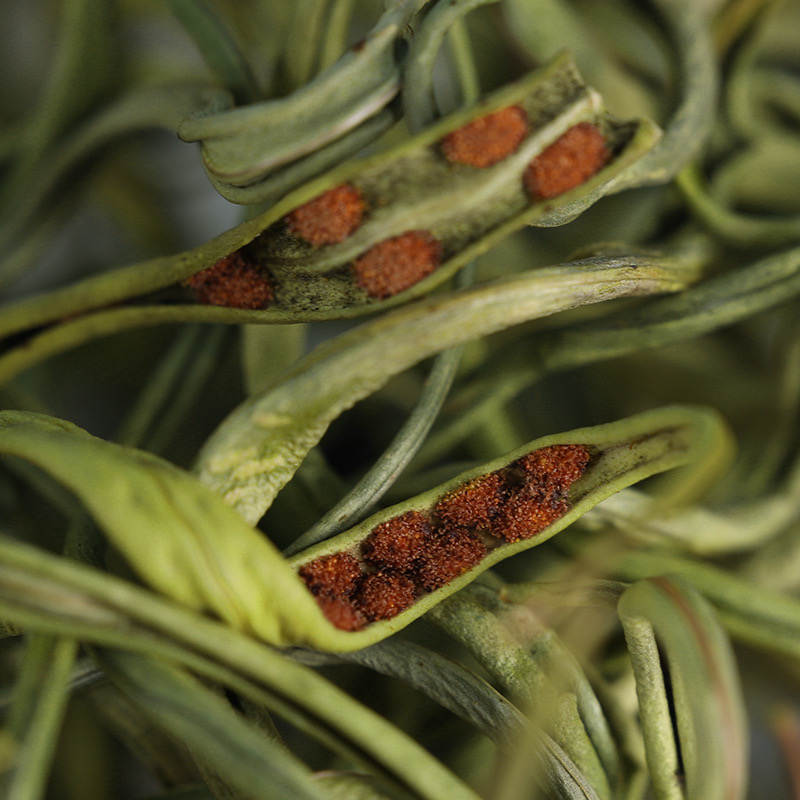 长白山肾精草50g*2