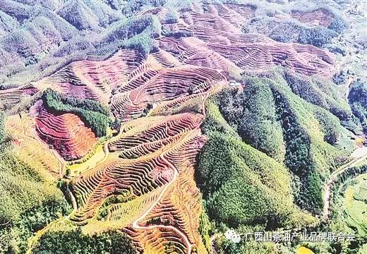 茶油资讯|最优山茶油，我们广西造