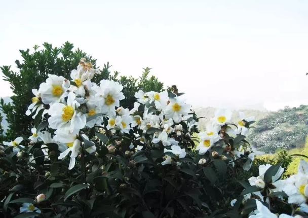 产业资讯|广西林科院再获亚洲资金项目资助