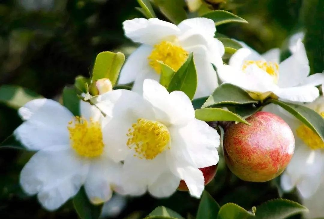 除了茶籽榨出山茶油很珍贵，油茶树全身都是宝！