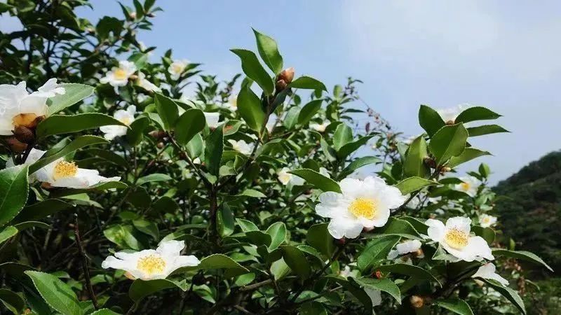 产业资讯|以良种良法带动油茶产业高质量发展