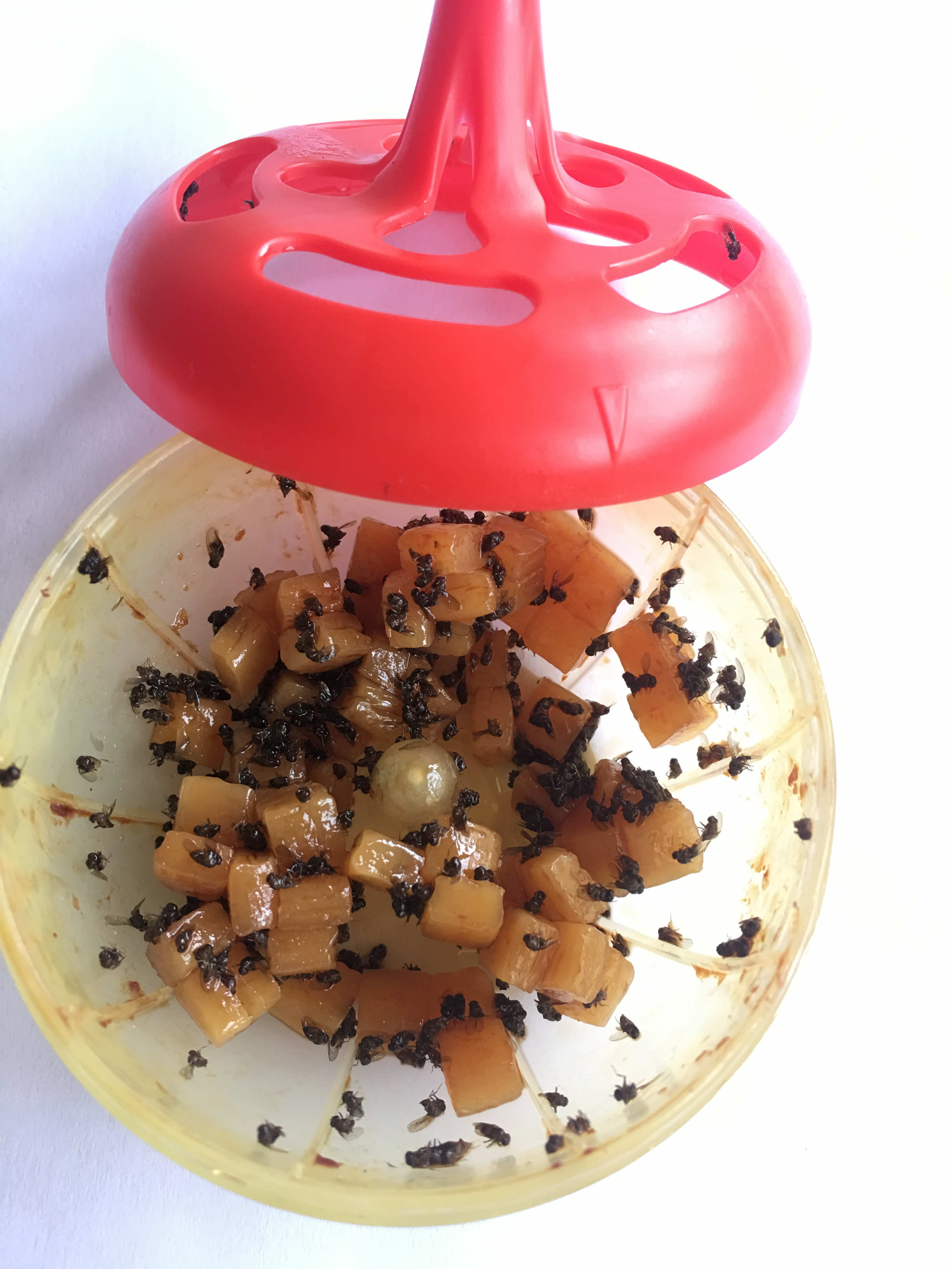 果蝇引诱饵盒
